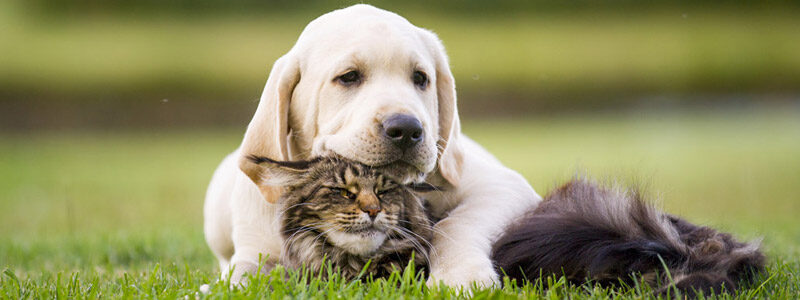 Chat et chien