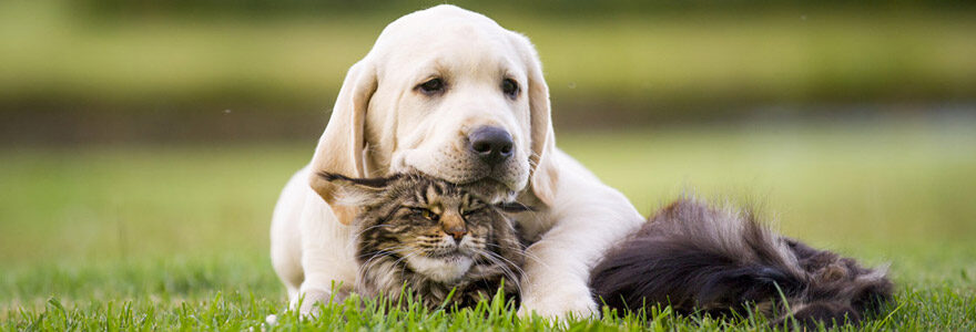 Chat et chien