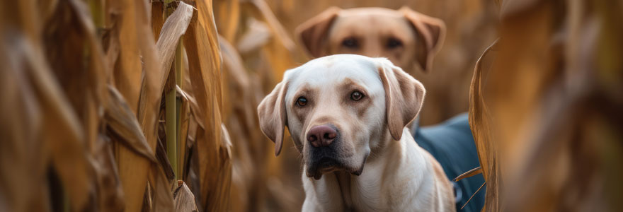 races de chien